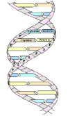 DNA steam